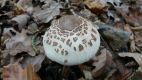 Macrolepiota mastoidea