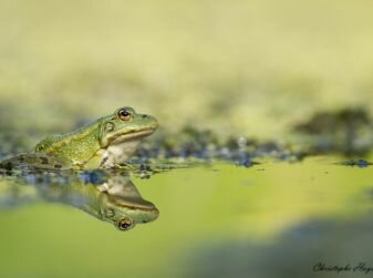 Exposition de photos de batraciens, par Christophe Hayet - Maison du Parc